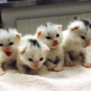 Four kittens representing Foster Care