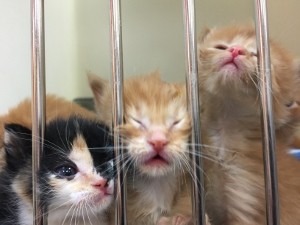 kittens (300x225)