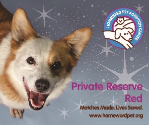 A happy dog with brown and white fur looks up, mouth open, in front of a starry background. The image includes the Homeward Pet Adoption Center logo and the text: Private Reserve Red. Matches Made. Lives Saved. www.homewardpet.org.