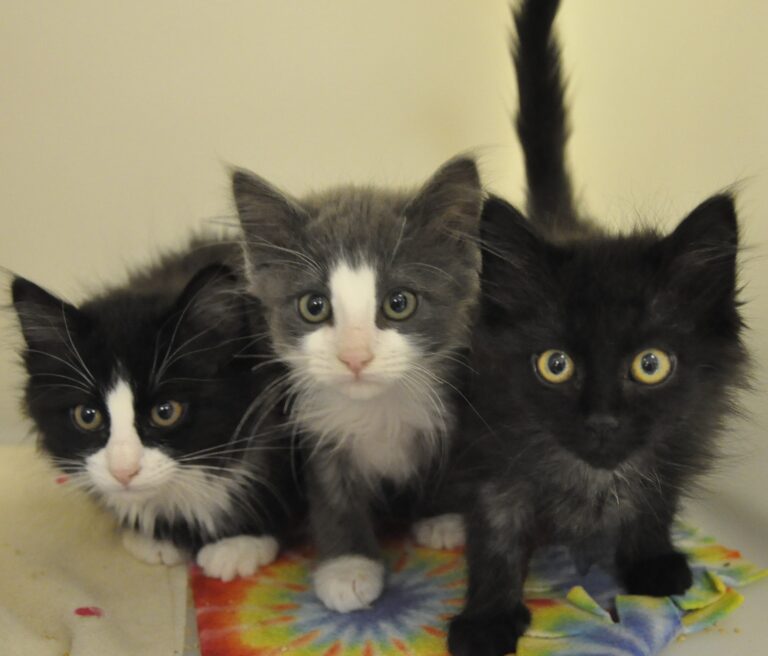 Three fluffy kittens are sitting close together, looking at the camera. The kittens have different colors: one is black and white, one is gray and white, and one is all black. They are on a colorful tie-dye blanket.