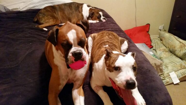 Three dogs are on a bed; one brown and white dog holds a pink ball in its mouth, another brown and white dog is beside it with its tongue out, and a third dog is lying down in the background.