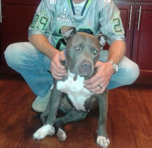 A person in a Seahawks jersey crouches and holds a gray and white pit bull by the shoulders on a wooden floor in front of red cabinets.