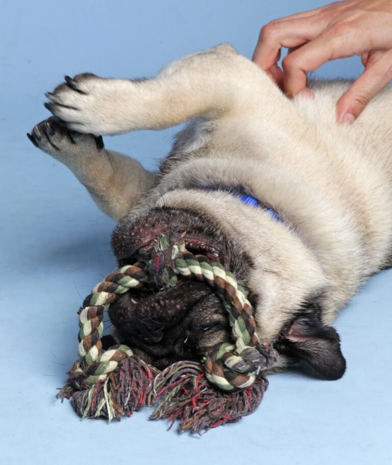 A pug lies on its back playing with a rope toy in its mouth while someone scratches its belly. The dog looks relaxed and playful against a light blue background.