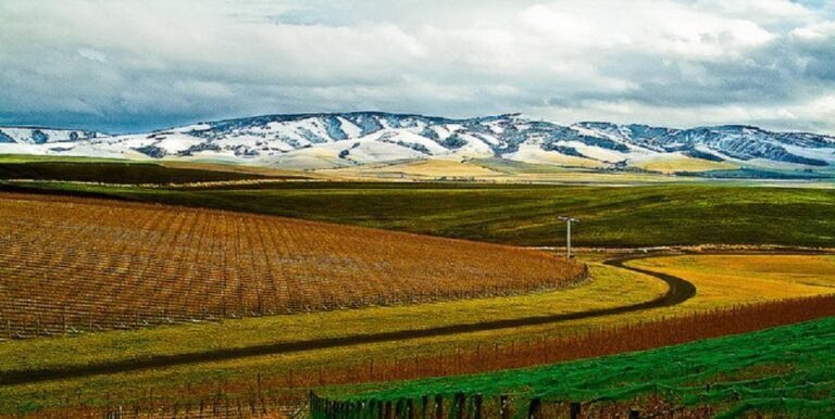 Rows of vineyards stretch across rolling hills, with green and brown fields in the foreground. Snow-capped mountains rise in the distance under a cloudy sky.