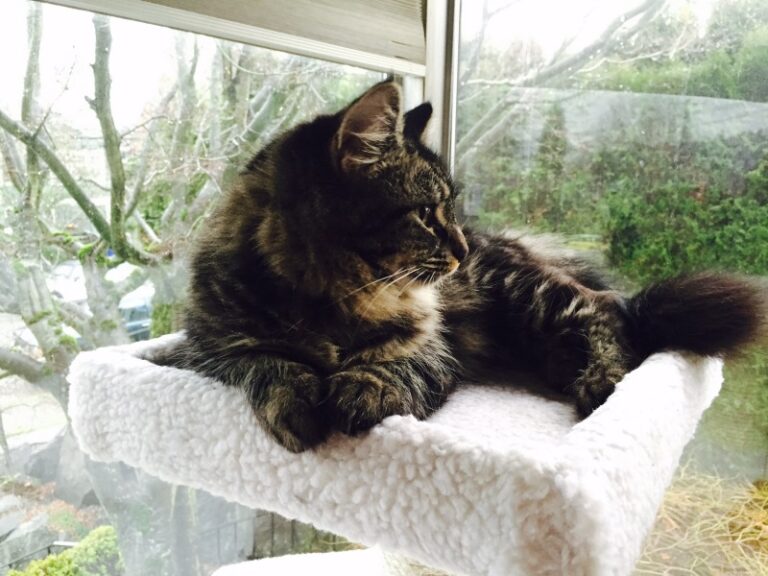 A fluffy tabby cat lounges on a white perch by a window, looking outside. Trees and greenery are visible through the window in the background.