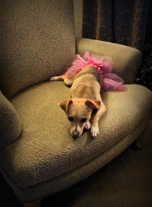 A small dog wearing a pink tutu is lying down on an upholstered armchair, looking relaxed and slightly tired.