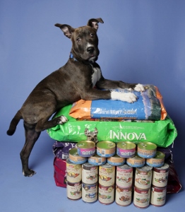 A black and white dog with a blue collar poses with its front paws on top of stacked bags of dry dog food and several cans of wet dog food against a blue background.