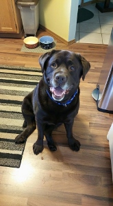 A chocolate Labrador retriever with a blue collar sits on a hardwood floor, looking up and smiling. There are pet food bowls and a striped rug in the background.