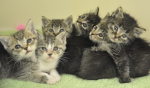 Five fluffy gray tabby kittens with blue eyes cuddle together on a soft green blanket, looking curiously toward the camera.