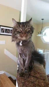A fluffy gray cat with a shaved body and a bushy tail sits on the back of a chair in a well-lit home, staring directly at the camera.