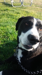 A black and white dog with a collar and leash lies on green grass, looking at the camera. The sunlight highlights its face, and a picnic table is visible in the background.