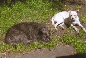Two dogs lying on grass and dirt in the sunlight; one is large with dark, shaggy fur, while the other is smaller with short, light-colored fur.