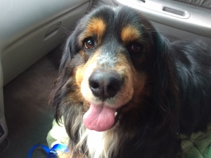 A happy black and brown dog with a fluffy coat is sitting in a car, looking at the camera with its mouth open and tongue out.
