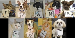 Ten pets (cats and dogs) each wear cards with letters that together spell “THANK YOU!” on their collars, posing in two rows against various indoor backgrounds.
