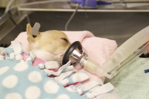 A small dog lies on its side, covered with a polka dot blanket, receiving oxygen through a mask while resting on a pink towel in what appears to be a veterinary clinic.