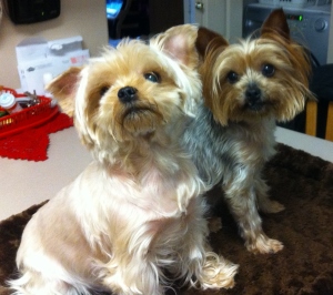 Two small Yorkshire Terrier dogs, one with lighter fur and the other with darker fur, are standing on a brown mat on a kitchen counter, looking towards the camera.