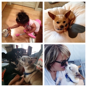 A four-image collage featuring a small dog with various people: a toddler playing with the dog, the dog lying on a bed, the dog with another dog, and the dog being cuddled by a woman wearing sunglasses.
