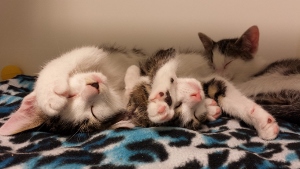 Two cats are lying on a blue and black patterned blanket, both curled up and sleeping peacefully with their paws stretched out and facing upward.