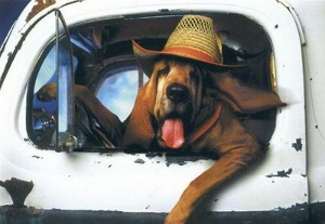 A brown dog wearing a straw hat sits in the drivers seat of an old white vehicle, with its head and paw hanging out the window and its tongue sticking out.