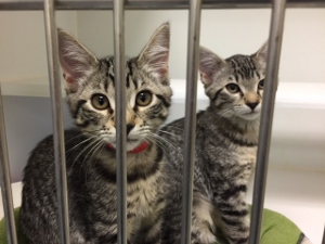 Two gray tabby kittens with big ears sit behind metal bars in what appears to be an animal shelter or cage. One kitten wears a red collar and both have curious expressions.
