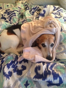 A beagle with brown, black, and white fur is lying on a patterned bedspread, partially covered with a beige sweater, with only its head and front paws peeking out.