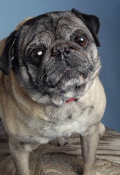 A close-up of a pug with a wrinkled face and a slightly tilted head, looking up with big, expressive eyes. The pug has fawn-colored fur and is standing on a wooden surface against a blue background.