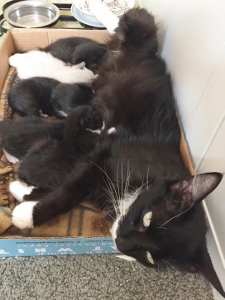 A black and white cat lies in a cardboard box, nursing three small kittens. One kitten is mostly white, while the others are black. The mother cat looks up toward the camera.