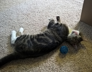 A gray tabby cat with white paws lies on a carpeted floor next to a blue ball of yarn, looking up toward the camera.
