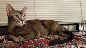 A brown tabby cat with green eyes lies on a patterned blanket, looking alertly to the left. Behind the cat are closed white blinds.