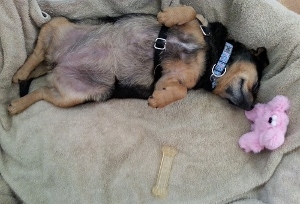 A small dog wearing a harness sleeps on its back on a beige blanket, with a pink stuffed toy and a bone-shaped chew nearby.