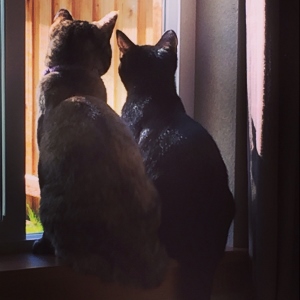 Two cats, one with light fur and the other black, sit side by side on a windowsill, looking outside toward a wooden fence in soft sunlight.