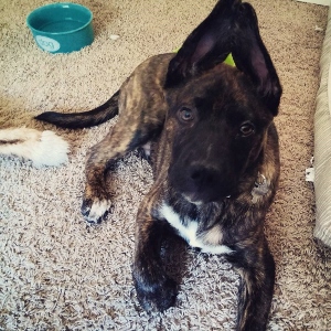 A brindle-coated dog with one ear perked up and the other flopped down lies on a carpeted floor, looking up. A blue water bowl and part of a dog bed are visible in the background.