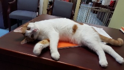 A white and orange cat is lying on its side on a desk, looking up with one paw stretched forward. There are papers and office furniture visible in the background.