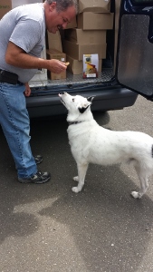 A man stands by an open vehicle, offering a treat to a white dog with black markings, who is looking up at him expectantly. Boxes are stacked inside the vehicle.
