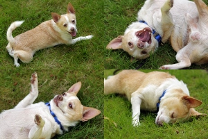 A small, tan and white dog with a blue collar is shown in four images lying and rolling playfully on green grass, looking happy and relaxed.