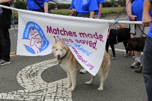 A light-colored husky stands under a banner held by people in blue shirts. The banner reads Matches made, lives saved with a logo for a pet adoption organization. Other dogs and people are partially visible.