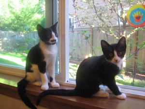 Two black and white kittens sit on a windowsill, looking toward the camera. Outside the window, trees and a yard are visible. A colorful handprint decoration hangs on the window.
