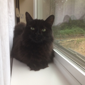 A fluffy black cat with green eyes sits on a white windowsill, looking toward the camera. The window beside the cat shows greenery outside.