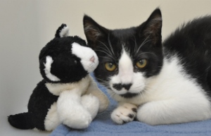 A black and white cat lying on a blue surface next to a matching black and white stuffed toy cat. The real cat is looking directly at the camera.