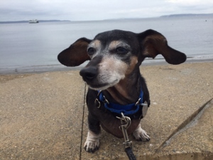 A small black and brown dog with large floppy ears sits on a concrete surface near a beach, wearing a blue harness and leash, with water and cloudy sky in the background.