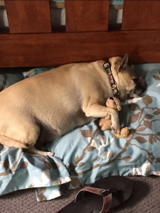 A tan dog is lying on a blue and white leaf-patterned pillow, sleeping while hugging a small stuffed animal. A sandal is on the floor nearby.
