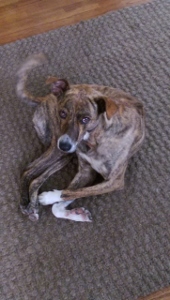 A brown brindle dog with white paws lies curled up on a textured brown carpet, looking up toward the camera.