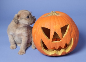 A small, light brown puppy sits next to a carved jack-o-lantern pumpkin with a smiling face, on a light blue background.