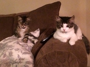 Two cats sit on a brown couch. One cat is lying on the armrest next to a remote control, while the other sits upright, partially covered by a patterned blanket. Both cats are looking toward the camera.