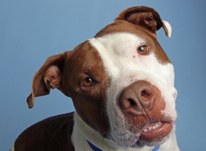 A brown and white dog with a blue collar tilts its head and looks at the camera with a curious expression against a light blue background.