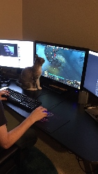A cat sits in front of a computer monitor displaying a video game, while a person uses a keyboard and mouse at a multi-screen setup.