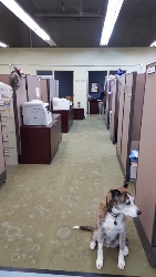 A brown and white dog sits on a carpeted floor in an office hallway lined with cubicles and desks under fluorescent lights.