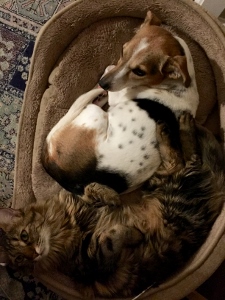 A cat and a dog are cuddled together in a cozy pet bed. The cat is long-haired with brown and black fur, while the dog is white with brown and black patches. Both are looking up at the camera.