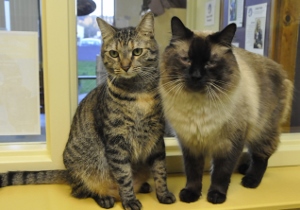 A couple of cats sitting next to each other.