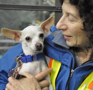A woman in a blue jacket and safety vest smiles at a small white dog with large ears and a blue collar, holding it gently in her arms indoors.